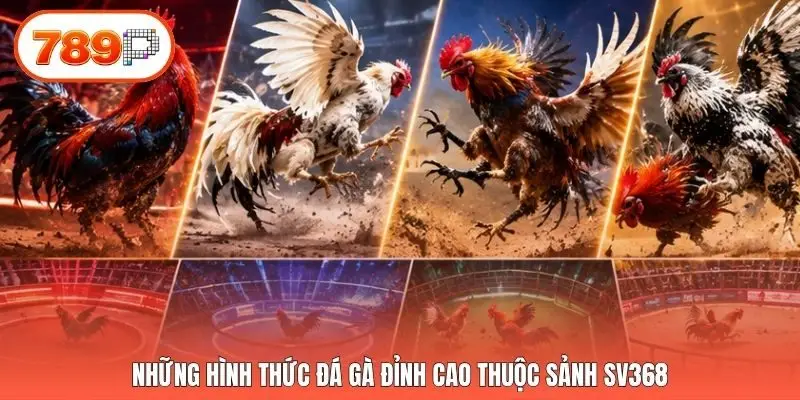 Những hình thức đá gà đỉnh cao thuộc sảnh SV368